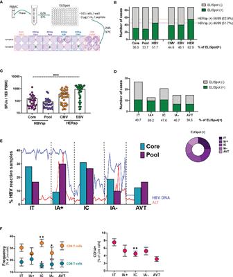 Functional Exhaustion of HBV-Specific CD8 T Cells Impedes PD-L1 Blockade Efficacy in Chronic HBV Infection